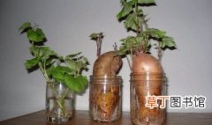 红薯盆栽水培方法 红薯盆栽如何水培