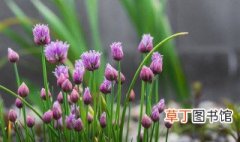 常见的紫色花有哪些 6种常见的紫色花介绍