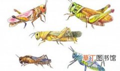 蝗虫和蚂蚱是不是同一种物种 蝗虫和蚂蚱是否相同