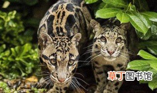中国的一级保护动物有哪些 中国的一级保护动物有啥