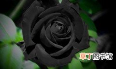 为什么黑色花卉很少见? 黑色花卉很少见的原因