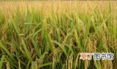 水稻虫害主要有哪些 水稻虫害主要有什么