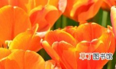 橙色郁金香花语 橙色郁金香花语是什么