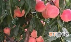 秋甜桃品种介绍 关于秋甜桃品种介绍