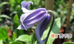 紫罗兰有哪些种类 紫罗兰品种介绍