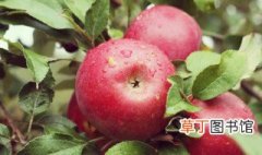 苹果种子怎么种植 如何种植苹果种子