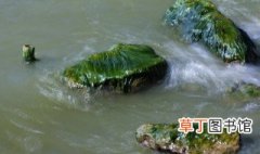 绿藻对水质的影响 绿藻对水质有哪些影响