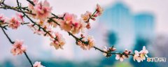 三月的桃花水,是春天的明镜,仿写句子 三月的桃花水是春天的竖