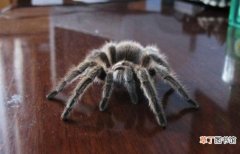 养蜘蛛当宠物的首选品种 洪都拉斯卷毛蜘蛛适合养吗