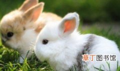 宠物兔子名字 宠物兔子名字有什么