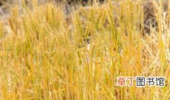 小麦是种在水里还是土里 小麦可以种在水田里吗