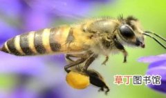 梦见蜜蜂在自己身上 梦见蜜蜂在自己身上 是什么意思