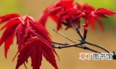 日本红枫和美国红枫哪个好 日本红枫和美国红枫的区别