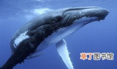 海里最大的生物是什么 海里最大的生物是鲸鱼吗