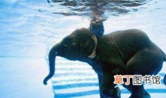 大象会游泳吗 大象会不会游泳