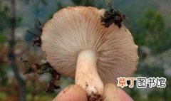 松树蘑菇怎么做好吃 松树蘑菇如何做好吃