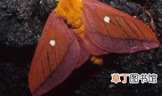 小阔条纹蝶的习性 小阔条纹蝶的习性是怎样的