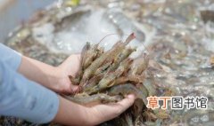 毛虾怎么做好吃 毛虾如何做好吃