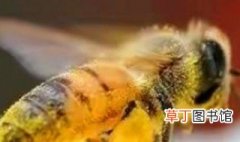 工蜂的寿命有多长 工蜂的寿命介绍