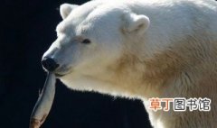 北极熊吃什么食物 北极熊吃什么