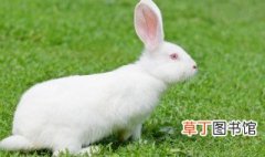 家养小白兔注意事项 养小白兔需要注意什么
