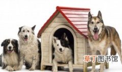 狗笼子放在家里哪个位置合适 狗笼放家里什么位置好