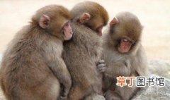 猴子的繁殖方法 猴子的生活习性是什么