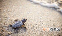 巴西龟要在水里还是在土里 巴西龟能在土里生活吗