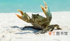 生螃蟹吃不完怎么保存 怎么保存吃不完的生螃蟹