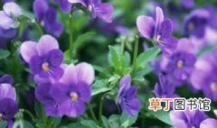 紫罗兰适合在什么季节种植 紫罗兰一般在什么季节开花