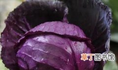 紫包菜适合什么季节种植 紫菜花适合什么时候种植