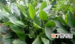粽叶栽种季节 海南粽子叶适合什么季节种植