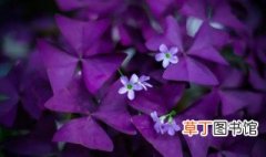 紫色炸酱草的养护和种植 紫叶炸酱草适合什么季节种植