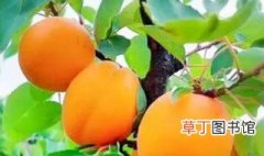 阳高杏什么时候熟 阳高杏品种