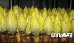 芽球菊苣菜适合什么季节种植，菊苣适合什么时候种植