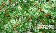 南酸枣树适合什么季节种植 酸枣栽植的最佳时间