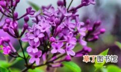 紫丁香的花语 紫丁香的花语简单介绍