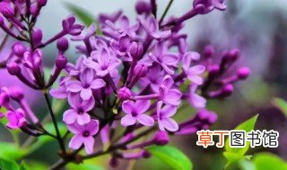 紫丁香的花语 紫丁香的花语简单介绍