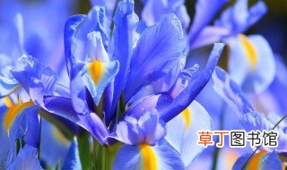 蓝色鸢尾花的花语 蓝色鸢尾花代表什么