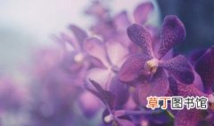 最普通的兰花品种 最普通的兰花品种介绍