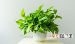 适合放教室的绿色植物 适合放教室的绿色植物介绍