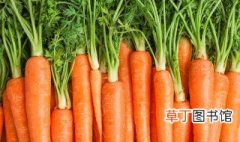 胡萝卜怎么传播种子 胡萝卜如何传播种子