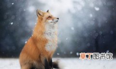 狐狸是保护动物吗 狐狸的生活习性