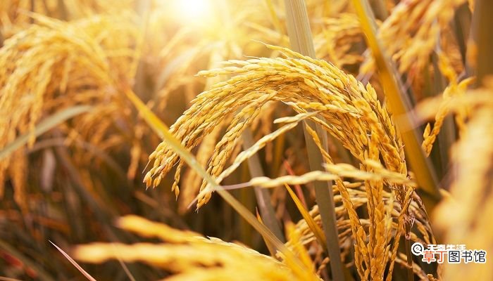 小麦和水稻哪个热量高 小麦和大米的热量