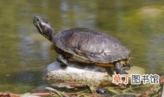 什么比乌龟的寿命更长 比乌龟的寿命更长的是什么