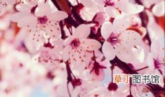 樱花草的花语 有什么传说呢