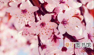 樱花草的花语 有什么传说呢
