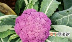 紫菜花的种植 关于紫菜花的生长习性介绍
