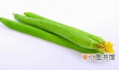 长丝瓜和短丝瓜区别是什么 关于长丝瓜和短丝瓜区别介绍