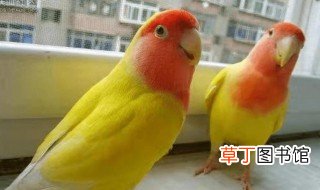 黄桃鹦鹉怎么分辨公母 黄桃鹦鹉如何分辨公母